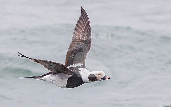 Male Long-tailed Duck (Clangula hyemalis), winter plumage, in flight. stock-image by Agami/Lennart Verheuvel,