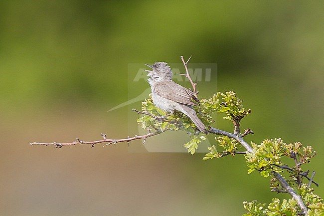 Braamsluiper, Lesser Whitethroat, Sylvia curruca male on singing post in may thorn stock-image by Agami/Menno van Duijn,