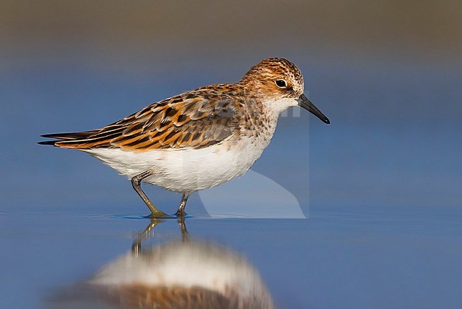 Migrant Little Stint (Calidris minuta) in Italy. stock-image by Agami/Daniele Occhiato,