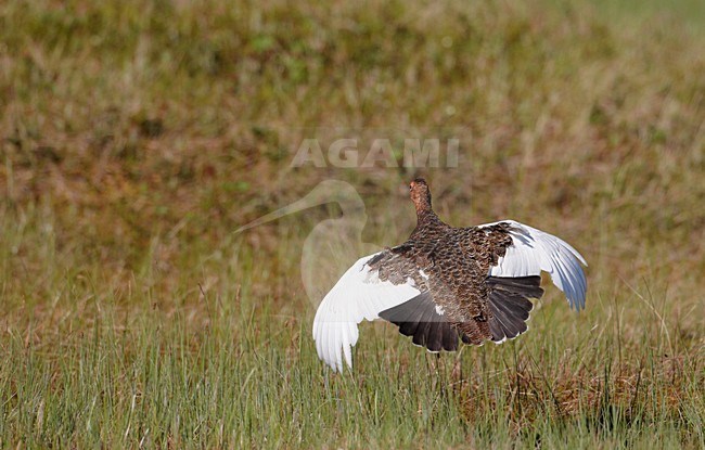 Moerassneeuwhoen in zomerkleed in de vlucht; Willow Ptarmigan in breeding plumage in flight stock-image by Agami/Markus Varesvuo,