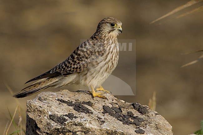 Common Kestrel perched; Torenvalk zittend stock-image by Agami/Daniele Occhiato,