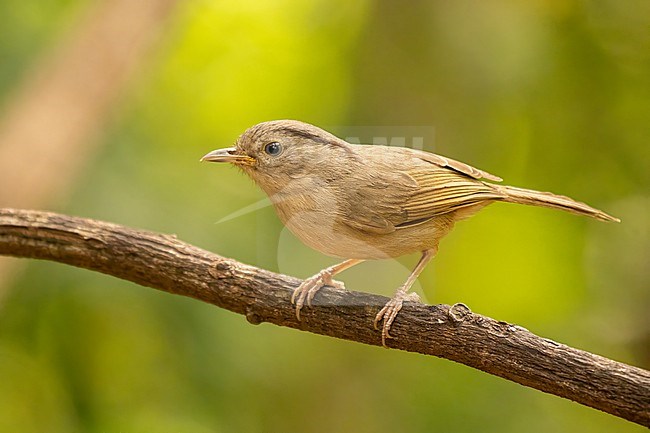 Oriental Brown-cheeked Fulvetta, Alcippe karenni stock-image by Agami/Hans Germeraad,