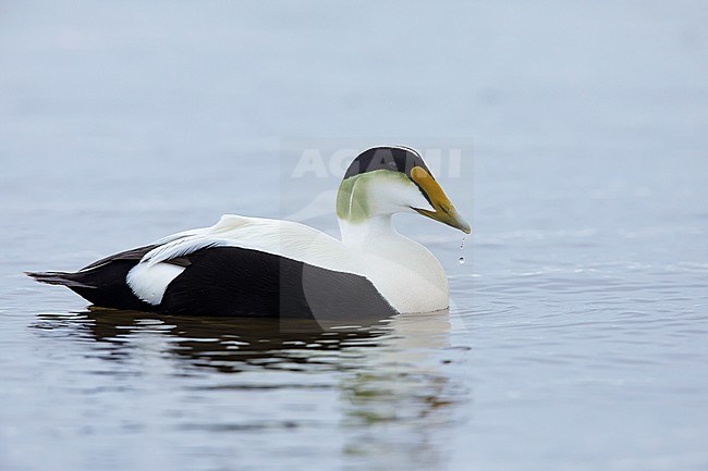 Adult male Hudson Bay American Eider (Somateria mollissima sedentaria) in the Hudson Bay near Churchill, Manitoba, Canada. Swimming offshore. stock-image by Agami/Brian E Small,