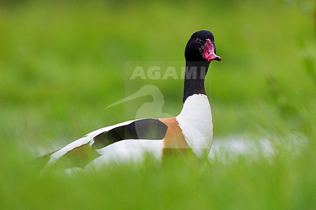 Bergeend; Common Shelduck stock-image by Agami/Roy de Haas,