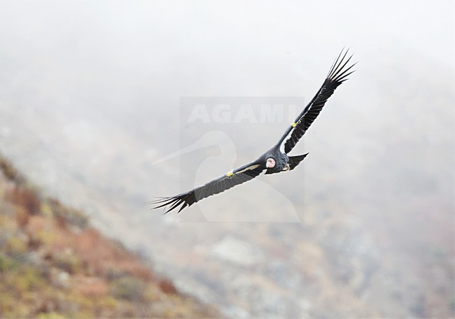 Californische Condor; Californian Condor stock-image by Agami/Marc Guyt,