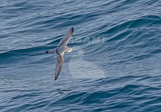 Slender-billed Prion (Pachyptila belcheri) between South Georgia and the Falkland islands. stock-image by Agami/Pete Morris,