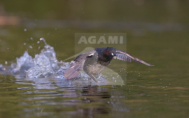 Little Grebe (Tachybaptus ruficollis), adult running on golden water in Copenhagen, Denmark stock-image by Agami/Helge Sorensen,