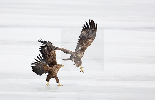 Zeearend onvolwassen vechtend; White-tailed Eagle immature fighting stock-image by Agami/Markus Varesvuo,