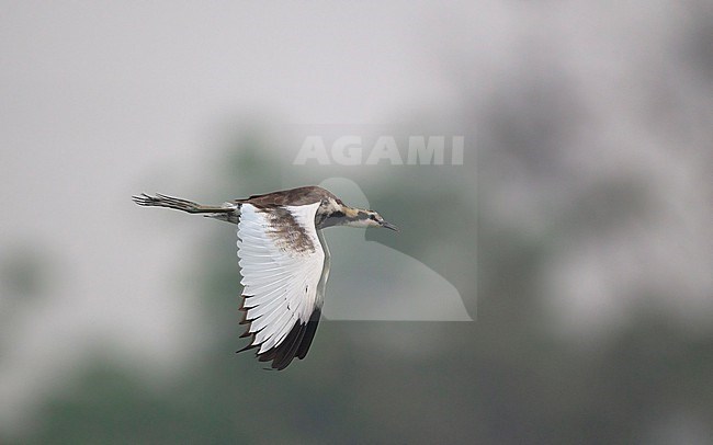 Pheasant-tailed Jacana (Hydrophasianus chirurgus) in flight at Chiang Saen Lake, Thailand stock-image by Agami/Helge Sorensen,