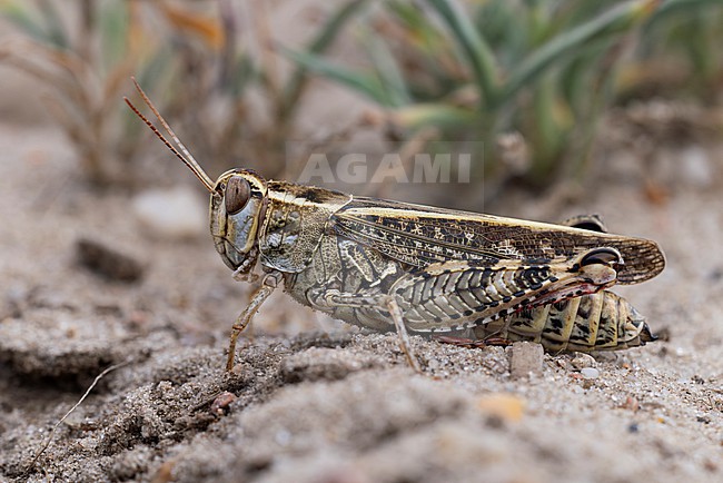 female italian locust (calliptamus italicus) found in Brandenburg in Eastern Germany stock-image by Agami/Mathias Putze,