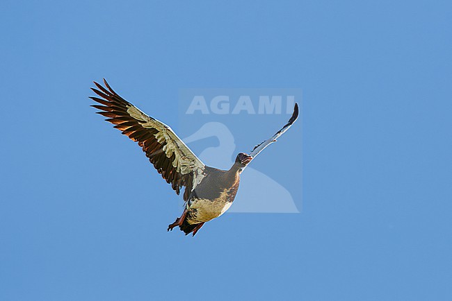 Spur-winged Goose (Plectropterus gambensis), single bird in flight, South Africa stock-image by Agami/Tomas Grim,
