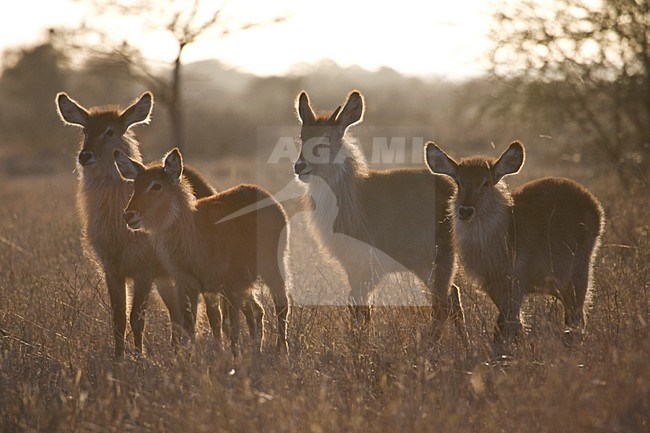 Waterbok in Kruger; Waterbuck at Kruger stock-image by Agami/Marc Guyt,