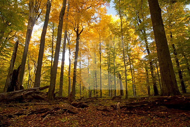 Herfstkleuren in een beukenbos, Autumn colours in a beechforest stock-image by Agami/Rob de Jong,