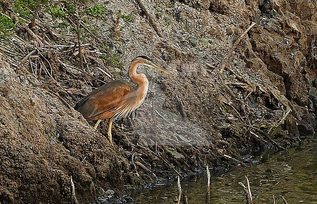 The Bourne's Heron (Ardea purpurea bournei) is a subspecies of Purple Heron. Sometimes it is considered as a full species. It is endemic to only one island: Santiago, Cape Verde. This taxon lacks the black stripes on the side of the neck. stock-image by Agami/Eduard Sangster,