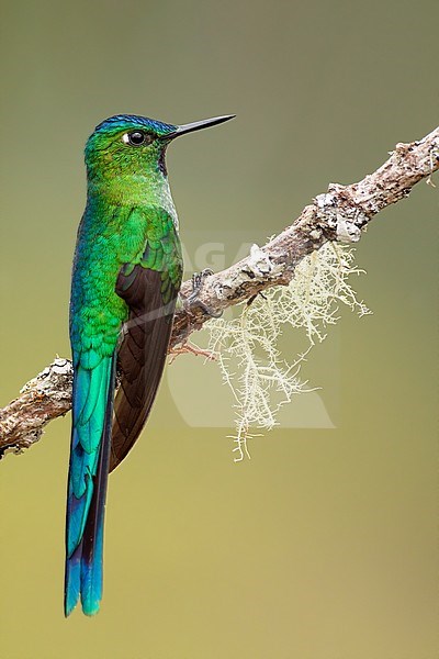 Birds of Peru, the Long-tailed Sylph stock-image by Agami/Dubi Shapiro,