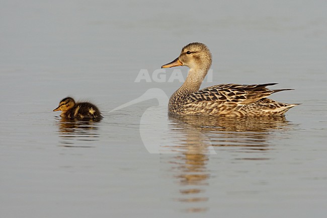 Krakeend vrouwtje met jong; Gadwall Female with young stock-image by Agami/Arie Ouwerkerk,