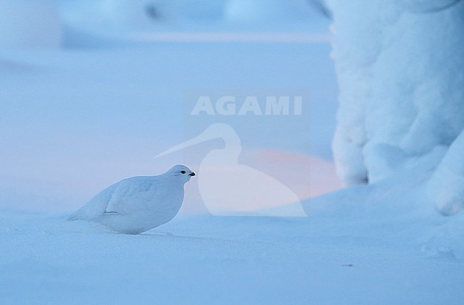 Vrouwtje Moerassneeuwhoen in de sneeuw, Female Willow Ptarmigan in snow stock-image by Agami/Markus Varesvuo,
