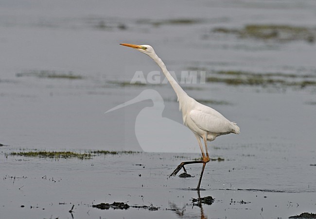 Foeragerende Grote Zilverreiger; Foraging Great Egret stock-image by Agami/Reint Jakob Schut,