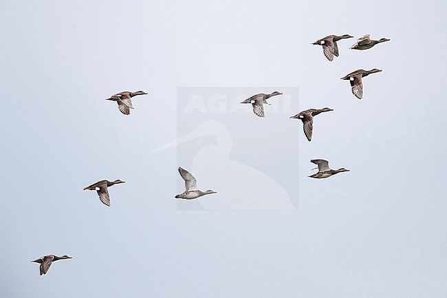 A flock of gadwall (mareca strepera) in fligth stock-image by Agami/Mathias Putze,