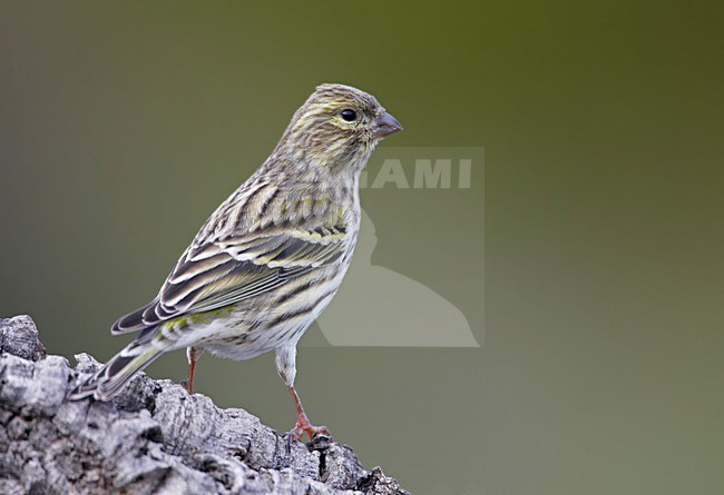 Europese Kanarie op stronk; European Serin perched on a trunc stock-image by Agami/Markus Varesvuo,