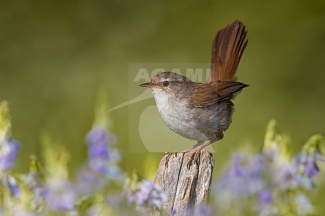 Immature Cetti's Warbler, Cettia cetti, perched on a twig in Italy. stock-image by Agami/Daniele Occhiato,