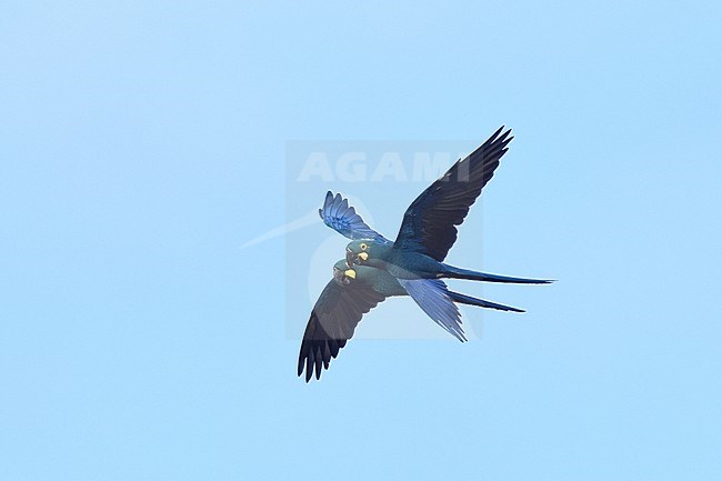Endangered Lear's Macaw (Anodorhynchus leari), a very species with a highly restricted range in Brazil. stock-image by Agami/Laurens Steijn,