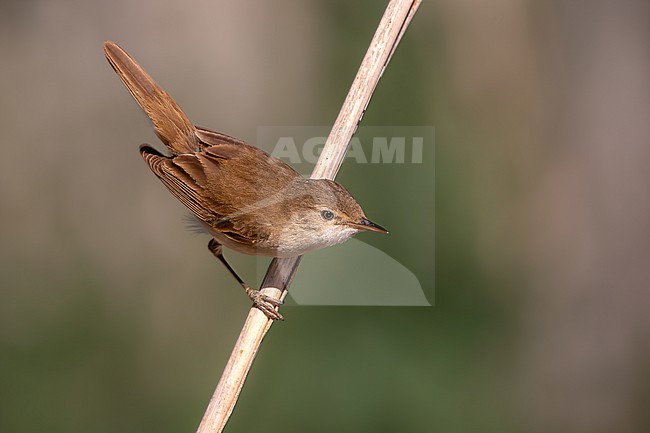 Adult Reed Warbler (Acrocephalus species?) perched on a branch in Laguna de Taray, Castilla-La Mancha, Spain. Most probably it is African Reed Warbler. stock-image by Agami/Onno Wildschut,