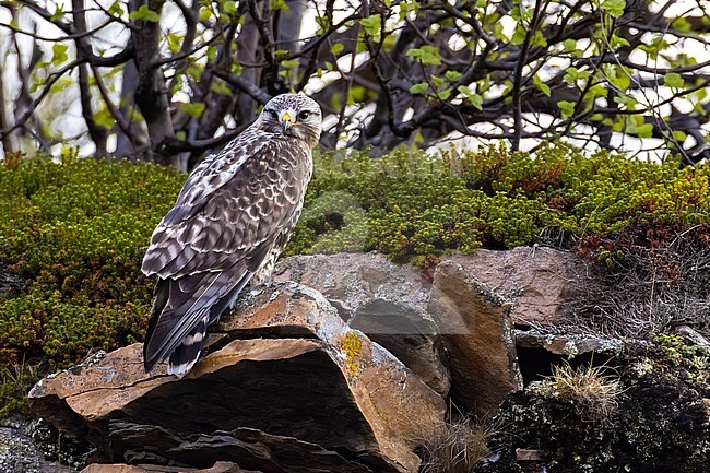 Rough-legged Buzzard (Buteo lagopus) in Norway. stock-image by Agami/Daniele Occhiato,