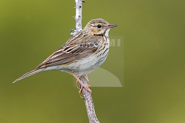 Eurasian Tree Pipit, Anthus trivialis, in Italy. stock-image by Agami/Daniele Occhiato,
