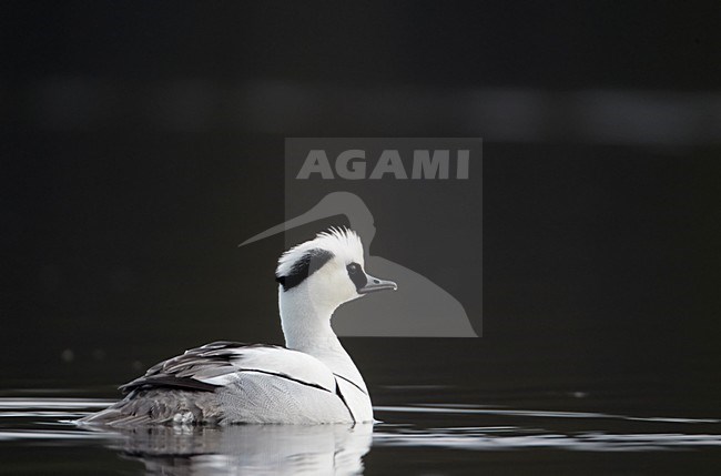 Zwemmend mannetje Nonnetje; Swimming male Smew stock-image by Agami/Markus Varesvuo,