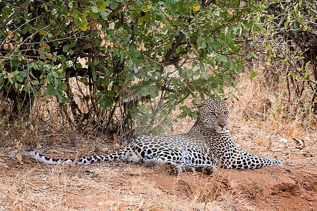 A leopard, Panthera pardus, resting in the shade, Samburu National Reserve, Kenya. Kenya. stock-image by Agami/Sergio Pitamitz,