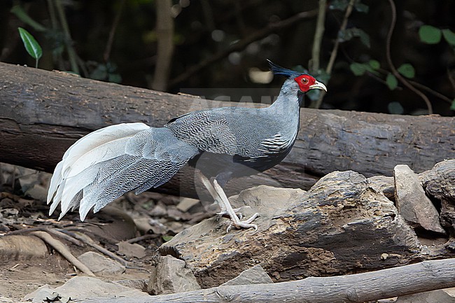 Kalij pheasant (Lophura leucomelanos) in Thailand. stock-image by Agami/Dani Lopez-Velasco,