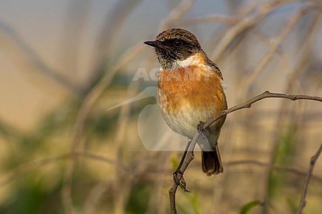 Roodborsttapuit, European Stonechat, Saxicola torquata stock-image by Agami/Daniele Occhiato,