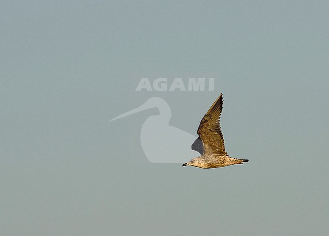 Second calender year Lesser Black-backed Gull (Larus fuscus) along the coast in western sahara, Morocco. stock-image by Agami/Rafael Armada,