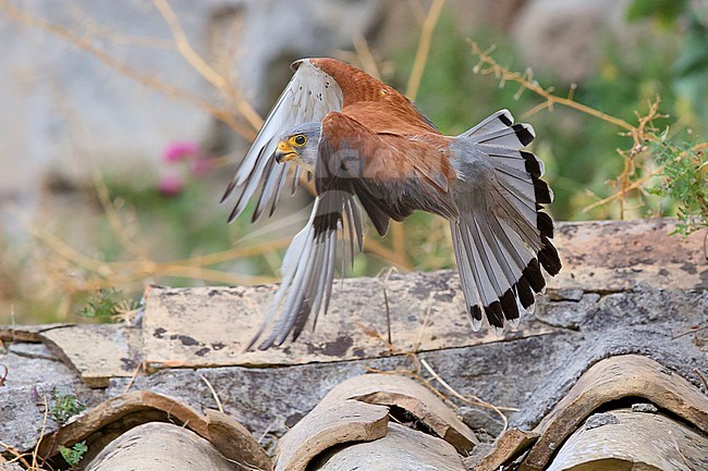 Lesser Kestrel, Flight, Matera, Basilicata, Italy (Falco naumanni) stock-image by Agami/Saverio Gatto,