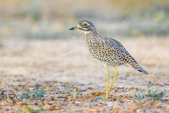 Spotted thick-knee, Burhinus capensis, resting on the ground. stock-image by Agami/Sylvain Reyt,