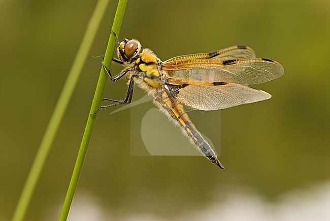Mannetje Viervlek, Male Libellula quadrimaculata stock-image by Agami/Wil Leurs,