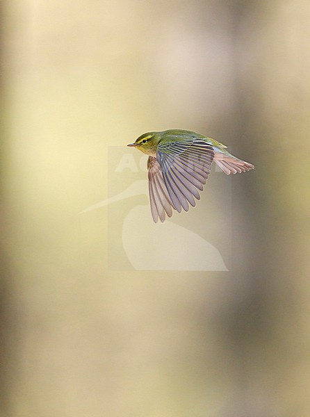 Adult male Wood Warbler (Phylloscopus sibilatrix) singing and displaying in flight in a deciduous forest in spring stock-image by Agami/Ran Schols,