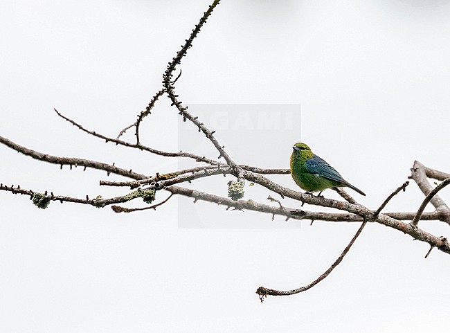 Dotted Tanager (Ixothraupis varia) in northern Peru. stock-image by Agami/Pete Morris,