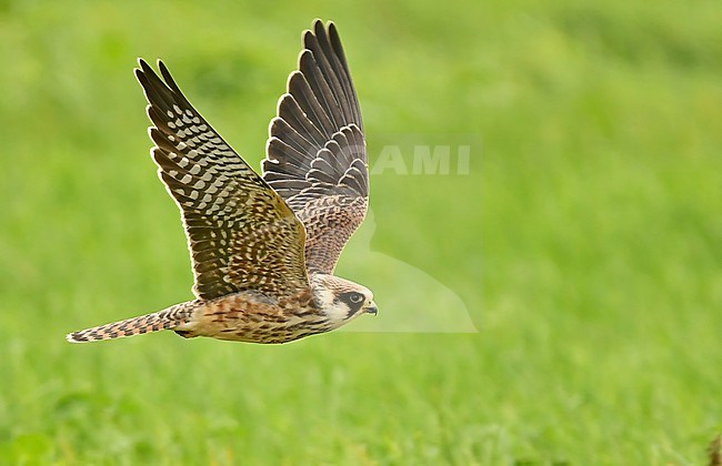 Falco vespertinus stock-image by Agami/Eduard Sangster,