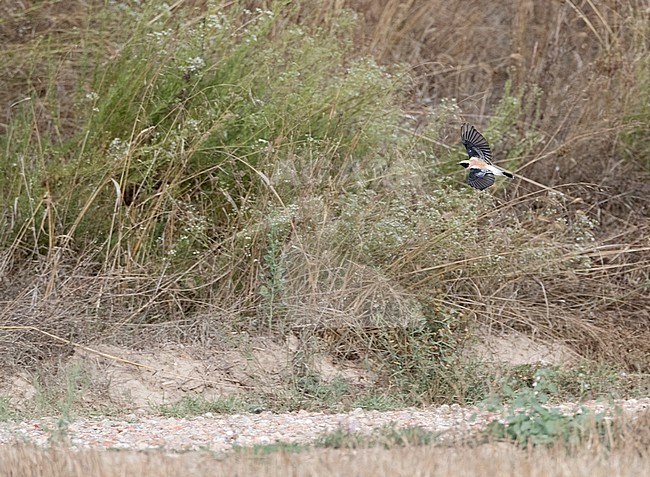 Autumn adult male Western Black-eared Wheatear (Oenanthe hispanica) in late August in flight in northern Spain. stock-image by Agami/Marc Guyt,
