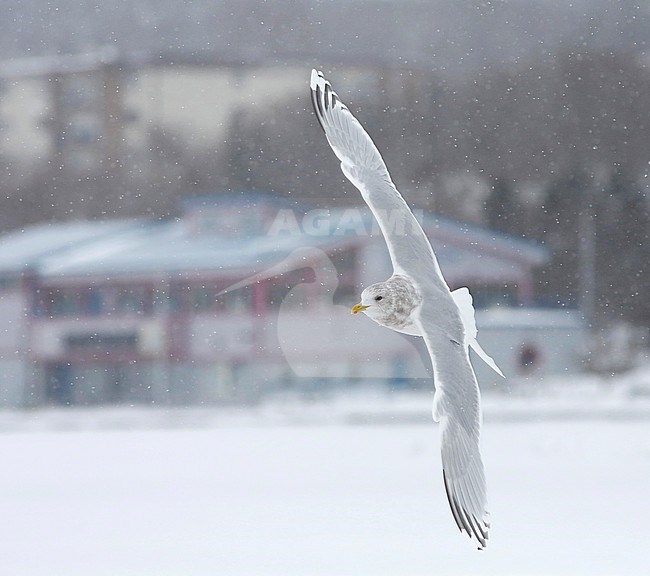 Kumliens Meeuw, Kumlien's Gull, Larus glaucoides kumlieni stock-image by Agami/Chris van Rijswijk,