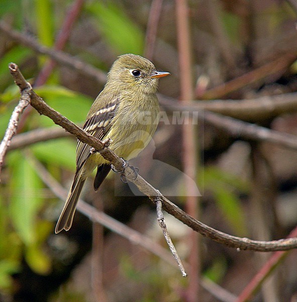 Pine Flycatcher (Empidonax affinis) perched on a branch in Mexico. stock-image by Agami/Pete Morris,