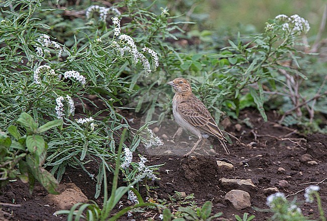 Fischer’s Sparrow-lark (Eremopterix leucopareia) female standing on ground in Ngorongoro Crater, Tanzania stock-image by Agami/Andy & Gill Swash ,