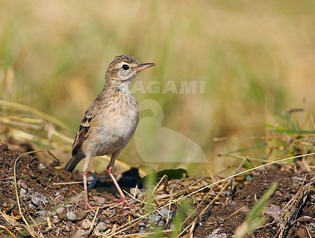 Grote Pieper op de grond; Richards Pipit on the ground stock-image by Agami/Markus Varesvuo,