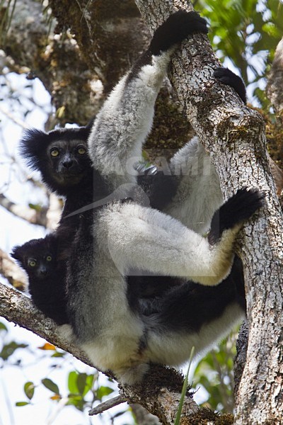 Indri, Indri indri stock-image by Agami/Dubi Shapiro,
