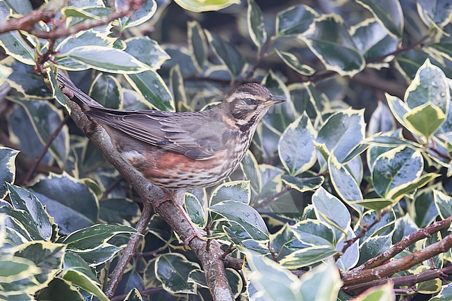 A Redwing is seen in a holly bush where it has been forgaging on the holly berries. stock-image by Agami/Jacob Garvelink,