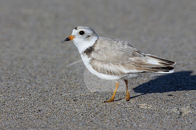 Adult breeding
York Co., ME
June 2006 stock-image by Agami/Brian E Small,