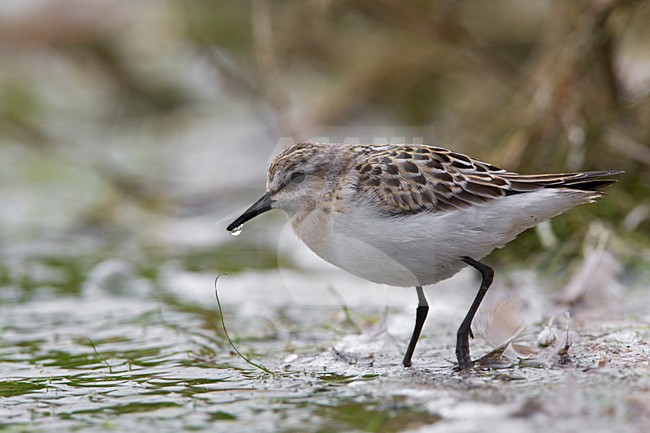 Kleine Strandloper onvolwassen Nederland, Little Stint immature Netherlands stock-image by Agami/Wil Leurs,