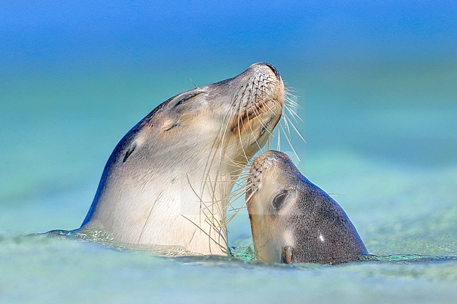 Australian Sea Lion (Neophoca cinerea) juvenile with its mother swimming in the ocean in Australia. stock-image by Agami/Georgina Steytler,
